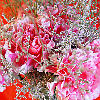 Carnation Topiary Jigsaw