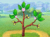 Money Tree