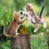 Cats Fight Jigsaw