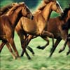 Horses Jigsaw