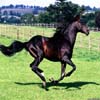 Stride Horse Jigsaw