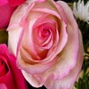 Pink Rose