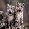 Baby Cheetahs Sliding