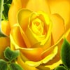 Yellow Rose